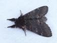 Notodonta dromedarius