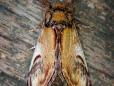 Notodonta ziczac