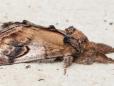 Notodonta ziczac