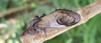 Notodonta ziczac