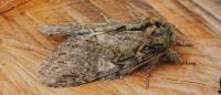Peridea anceps