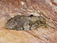 Peridea anceps