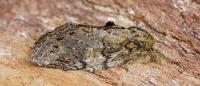 Peridea anceps