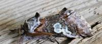 Diloba caeruleocephala