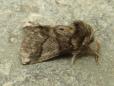 Thaumetopoea processionea