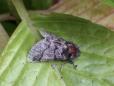 Thaumetopoea processionea