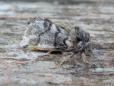 Thaumetopoea processionea