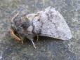 Thaumetopoea processionea