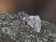 Thaumetopoea processionea