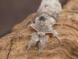 Calliteara pudibunda