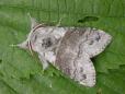 Calliteara pudibunda