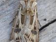 Agrotis vestigialis
