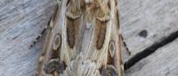 Agrotis vestigialis