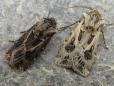Agrotis vestigialis