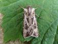 Agrotis vestigialis