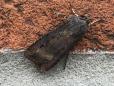 Agrotis ipsilon