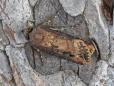 Agrotis ipsilon