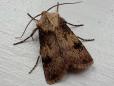Agrotis puta