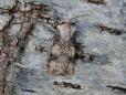 Agrotis puta