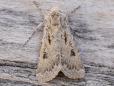 Agrotis ripae