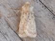 Agrotis ripae
