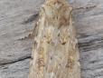 Agrotis ripae