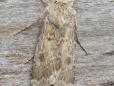 Agrotis ripae