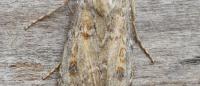 Agrotis ripae