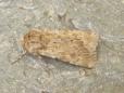 Agrotis ripae