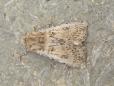 Agrotis ripae