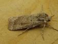 Agrotis ripae