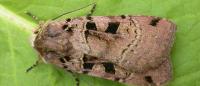 Xestia triangulum
