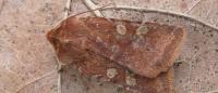 Cerastis leucographa