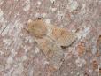 Orthosia miniosa