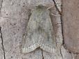 Orthosia opima