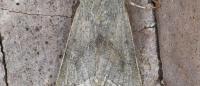Orthosia opima