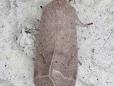 Orthosia cerasi