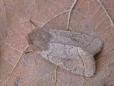 Orthosia cerasi