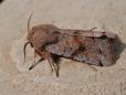 Orthosia incerta
