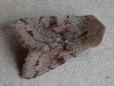 Orthosia incerta