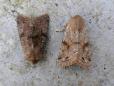 Orthosia incerta