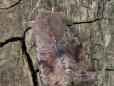Orthosia incerta