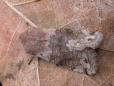 Orthosia incerta