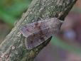 Orthosia incerta