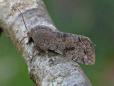 Orthosia incerta