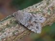 Orthosia incerta