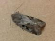 Orthosia gothica