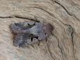 Orthosia gothica