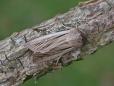 Leucania comma