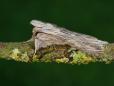 Cucullia chamomillae